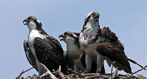 Osprey Monitoring Project